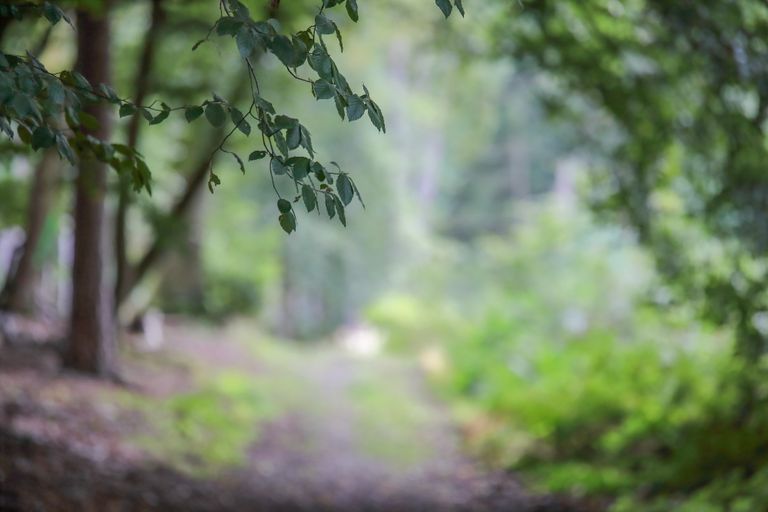 Das Bild zeigt einen Waldweg auf dem Annaberg in Haltern am See