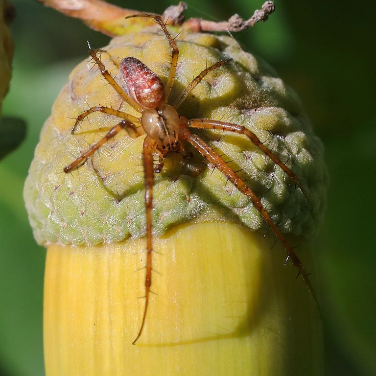 Das Bild zeigt eine Herbstspinne (Metellina segmentata, CLERCK 1757)