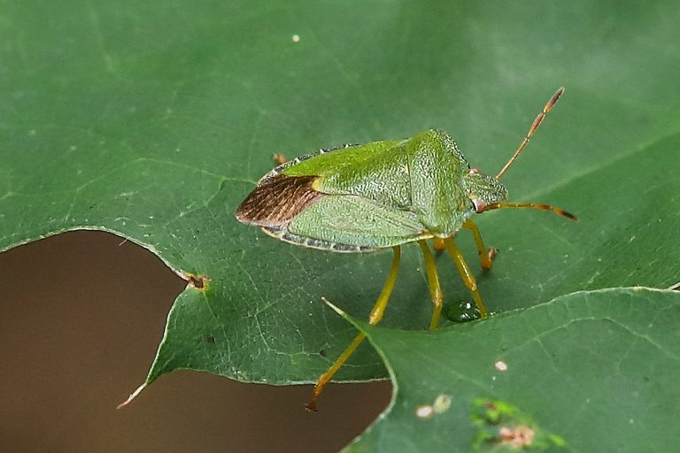 Das Bild zeigt eineGrüne Stinkwanze (Palomena prasina)