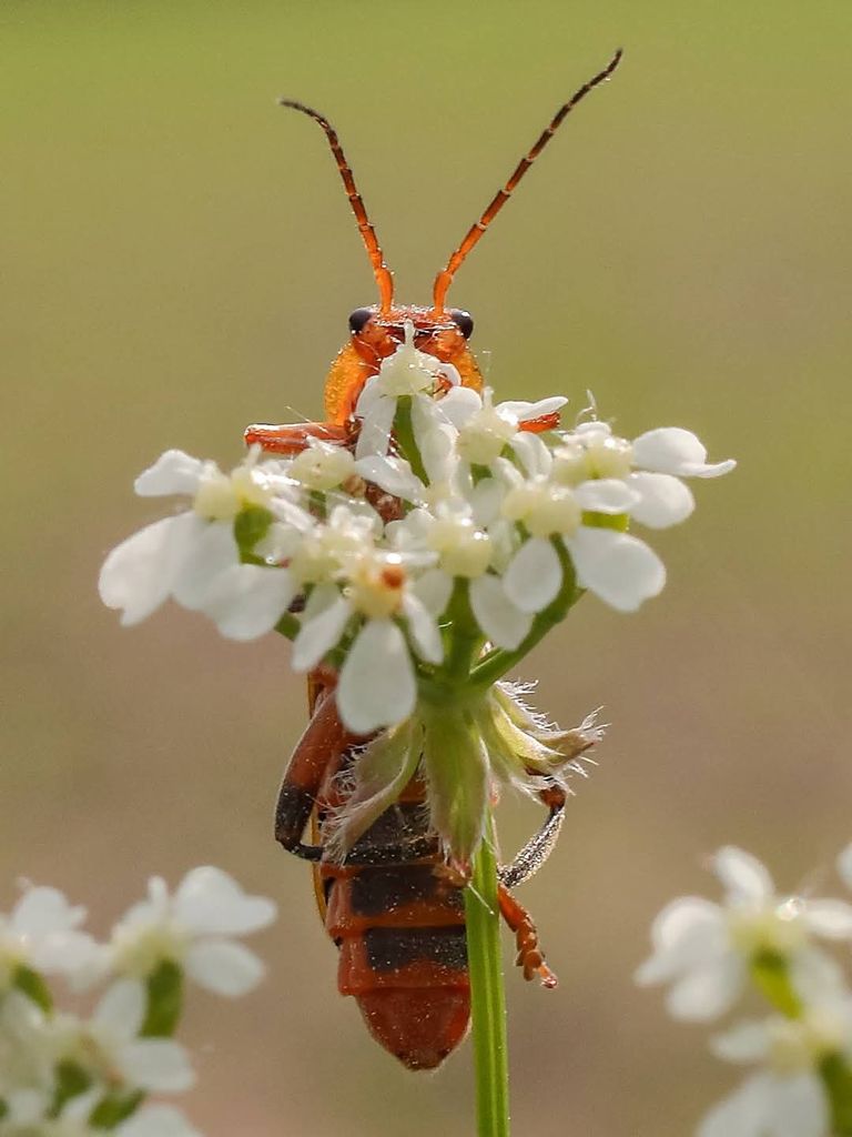 Das Foto zeigt einen Variablen Weichkäfer (Cantharis livida), der hinter einer Blüte hervor schaut.